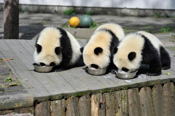 Cơ sở nghiên cứu Thành Đô - 'Ngôi nhà' của gấu trúc dễ thương nhất quả đất! Cơ sở nghiên cứu Thành Đô - 'Ngôi nhà' của gấu trúc dễ thương nhất quả đất!