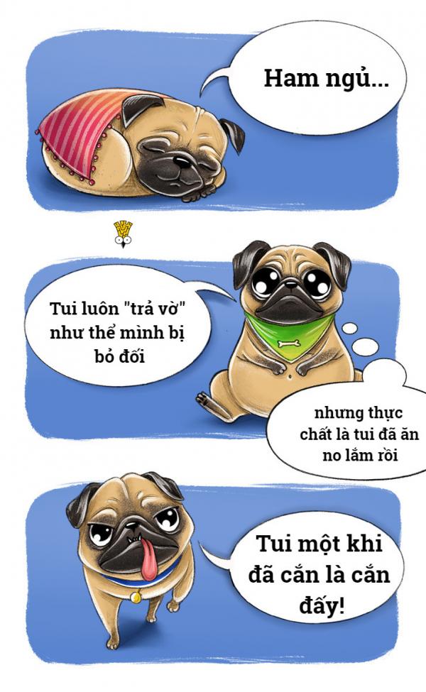 'Chết cười' với thói quen đáng yêu của những giống chó nổi tiếng (P1) 'Chết cười' với thói quen đáng yêu của những giống chó nổi tiếng (P1)