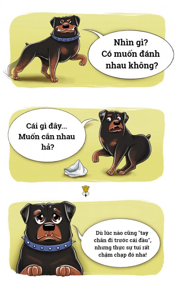 'Chết cười' với thói quen đáng yêu của những giống chó nổi tiếng (P1) 'Chết cười' với thói quen đáng yêu của những giống chó nổi tiếng (P1)
