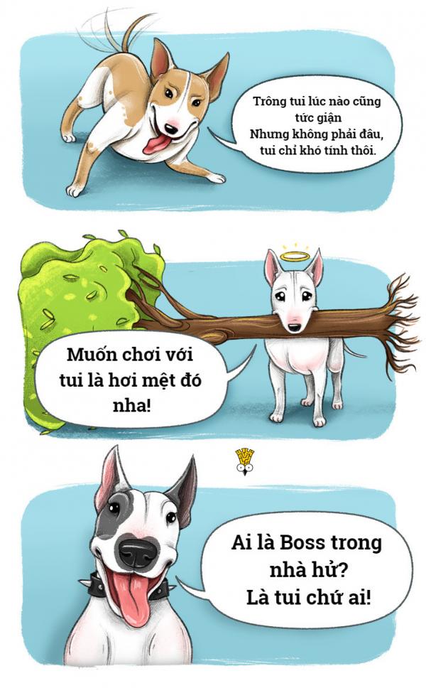 'Chết cười' với thói quen đáng yêu của những giống chó nổi tiếng (P1) 'Chết cười' với thói quen đáng yêu của những giống chó nổi tiếng (P1)
