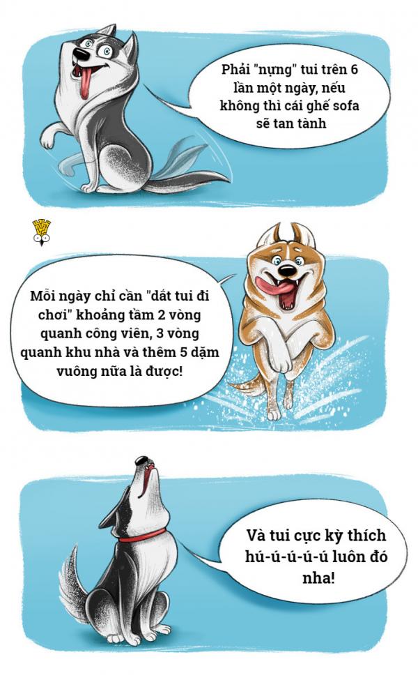 'Chết cười' với thói quen đáng yêu của những giống chó nổi tiếng (P1) 'Chết cười' với thói quen đáng yêu của những giống chó nổi tiếng (P1)