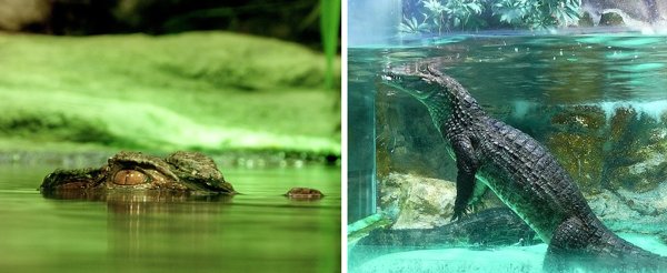 'Mở mang tầm mắt' với loạt ảnh độc đáo về thế giới diệu kỳ quanh ta 'Mở mang tầm mắt' với loạt ảnh độc đáo về thế giới diệu kỳ quanh ta