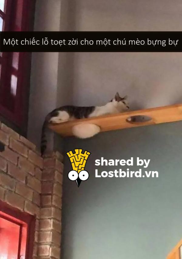 Những bé mèo hài hước này sẽ khiến một ngày mệt mỏi của bạn tan biến (Kì 2) Những bé mèo hài hước này sẽ khiến một ngày mệt mỏi của bạn tan biến (Kì 2)