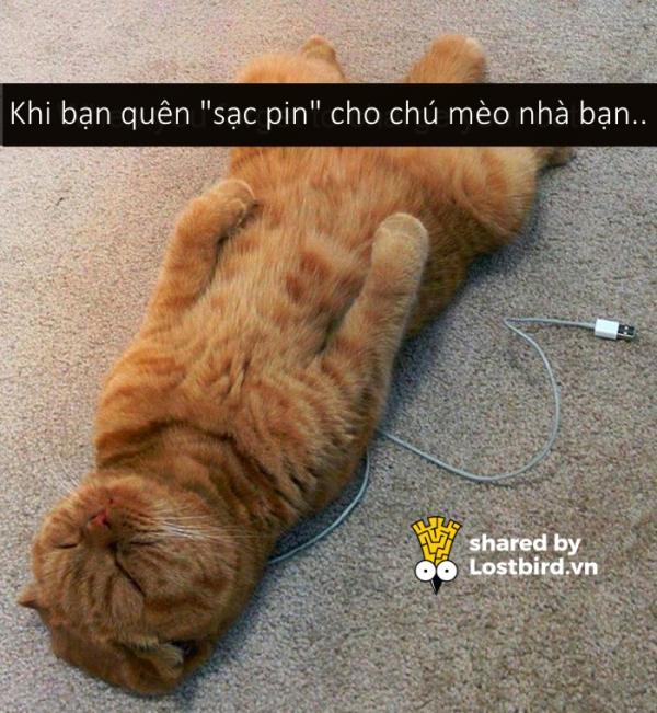 Những bé mèo hài hước này sẽ khiến một ngày mệt mỏi của bạn tan biến (Kì 2) Những bé mèo hài hước này sẽ khiến một ngày mệt mỏi của bạn tan biến (Kì 2)