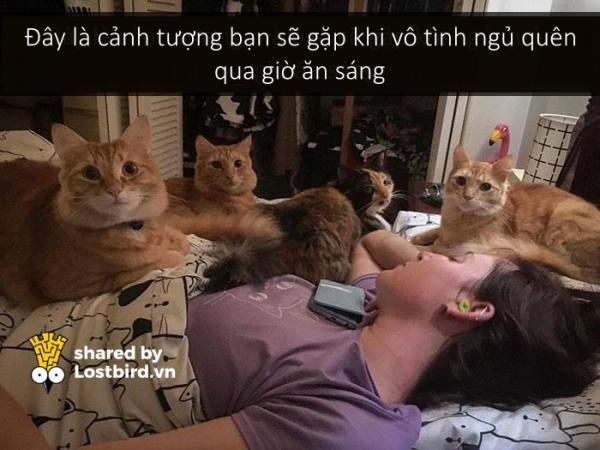 Những bé mèo hài hước này sẽ khiến một ngày mệt mỏi của bạn tan biến (Kì 2) Những bé mèo hài hước này sẽ khiến một ngày mệt mỏi của bạn tan biến (Kì 2)
