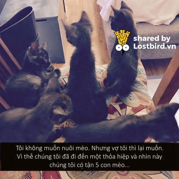 Những bé mèo hài hước này sẽ khiến một ngày mệt mỏi của bạn tan biến (Kì 2) Những bé mèo hài hước này sẽ khiến một ngày mệt mỏi của bạn tan biến (Kì 2)