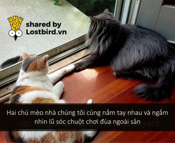 Những bé mèo hài hước này sẽ khiến một ngày mệt mỏi của bạn tan biến (Kì 2) Những bé mèo hài hước này sẽ khiến một ngày mệt mỏi của bạn tan biến (Kì 2)