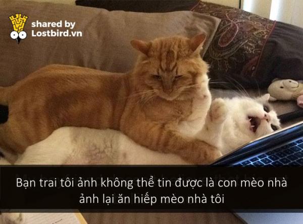 Những bé mèo hài hước này sẽ khiến một ngày mệt mỏi của bạn tan biến (Kì 2) Những bé mèo hài hước này sẽ khiến một ngày mệt mỏi của bạn tan biến (Kì 2)