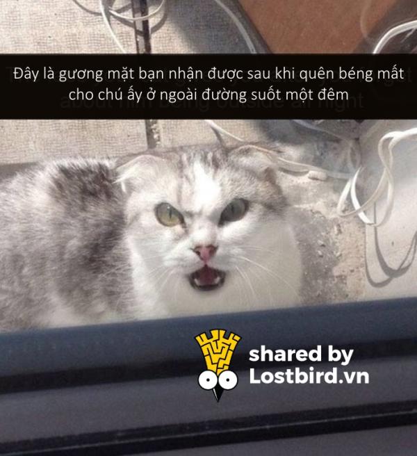 Những bé mèo hài hước này sẽ khiến một ngày mệt mỏi của bạn tan biến (Kì 2) Những bé mèo hài hước này sẽ khiến một ngày mệt mỏi của bạn tan biến (Kì 2)