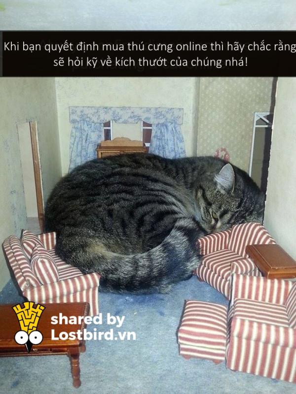 Những bé mèo hài hước này sẽ khiến một ngày mệt mỏi của bạn tan biến (Kì 2) Những bé mèo hài hước này sẽ khiến một ngày mệt mỏi của bạn tan biến (Kì 2)