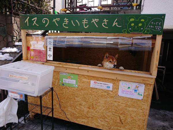 Góc tự lập: Em chó Shiba Inu mở xe bán khoai lang nướng ngoài đường phố Nhật Bản Góc tự lập: Em chó Shiba Inu mở xe bán khoai lang nướng ngoài đường phố Nhật Bản