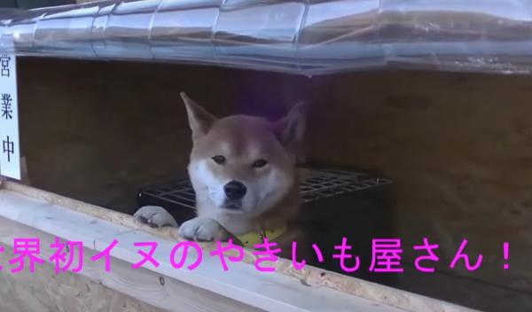 Góc tự lập: Em chó Shiba Inu mở xe bán khoai lang nướng ngoài đường phố Nhật Bản Góc tự lập: Em chó Shiba Inu mở xe bán khoai lang nướng ngoài đường phố Nhật Bản