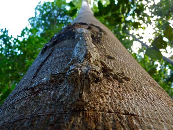 Những cao thủ 'ẩn thân chi thuật' của giới tự nhiên: Xem để biết đỉnh cao của tuyệt kỹ ngụy trang Những cao thủ 'ẩn thân chi thuật' của giới tự nhiên: Xem để biết đỉnh cao của tuyệt kỹ ngụy trang