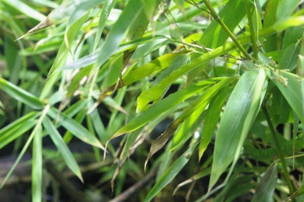 Những cao thủ 'ẩn thân chi thuật' của giới tự nhiên: Xem để biết đỉnh cao của tuyệt kỹ ngụy trang Những cao thủ 'ẩn thân chi thuật' của giới tự nhiên: Xem để biết đỉnh cao của tuyệt kỹ ngụy trang