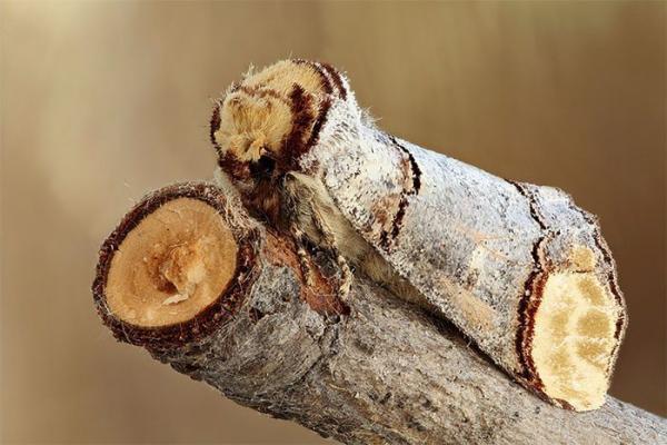 Những cao thủ 'ẩn thân chi thuật' của giới tự nhiên: Xem để biết đỉnh cao của tuyệt kỹ ngụy trang Những cao thủ 'ẩn thân chi thuật' của giới tự nhiên: Xem để biết đỉnh cao của tuyệt kỹ ngụy trang