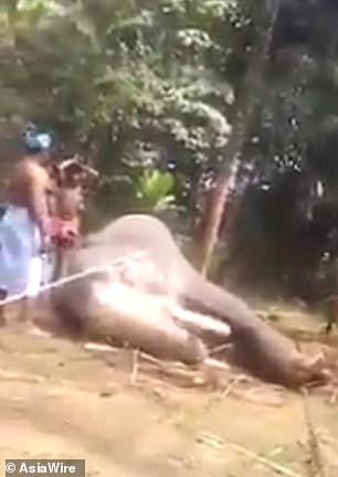 Phẫn nộ trước hình ảnh quản tượng trói và đánh chú voi già cho đến khi nó gục ngã Phẫn nộ trước hình ảnh quản tượng trói và đánh chú voi già cho đến khi nó gục ngã