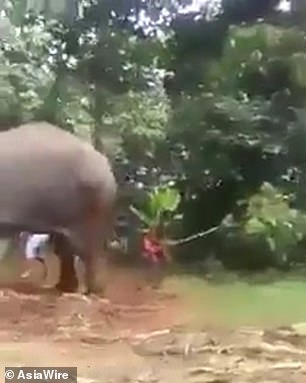 Phẫn nộ trước hình ảnh quản tượng trói và đánh chú voi già cho đến khi nó gục ngã Phẫn nộ trước hình ảnh quản tượng trói và đánh chú voi già cho đến khi nó gục ngã
