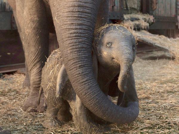5 lý do khiến bộ phim 'Dumbo' 2019 không thể bay cao ở phòng vé 5 lý do khiến bộ phim 'Dumbo' 2019 không thể bay cao ở phòng vé
