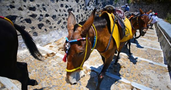 Cưỡi lừa ở Santorini: Truyền thống thú vị hay hành hạ động vật? Cưỡi lừa ở Santorini: Truyền thống thú vị hay hành hạ động vật?