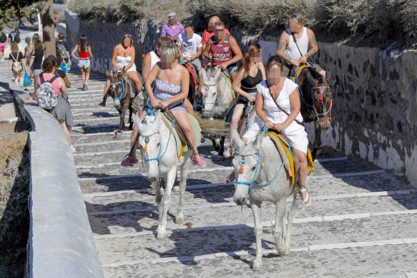 Cưỡi lừa ở Santorini: Truyền thống thú vị hay hành hạ động vật? Cưỡi lừa ở Santorini: Truyền thống thú vị hay hành hạ động vật?