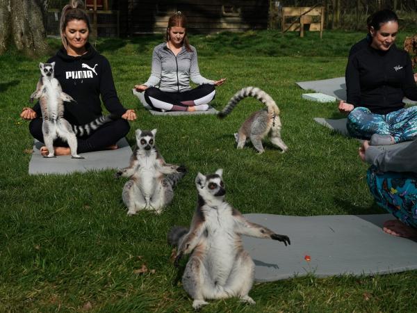 Khách sạn Anh cung cấp lớp học Yoga cùng vượn cáo để giúp du khách xả stress Khách sạn Anh cung cấp lớp học Yoga cùng vượn cáo để giúp du khách xả stress