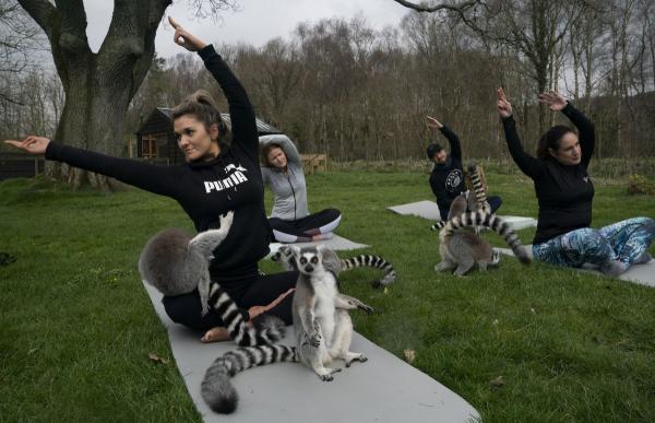 Khách sạn Anh cung cấp lớp học Yoga cùng vượn cáo để giúp du khách xả stress Khách sạn Anh cung cấp lớp học Yoga cùng vượn cáo để giúp du khách xả stress