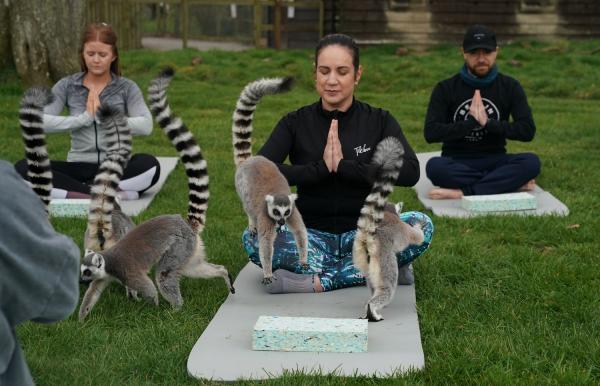 Khách sạn Anh cung cấp lớp học Yoga cùng vượn cáo để giúp du khách xả stress Khách sạn Anh cung cấp lớp học Yoga cùng vượn cáo để giúp du khách xả stress