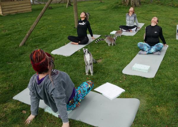 Khách sạn Anh cung cấp lớp học Yoga cùng vượn cáo để giúp du khách xả stress Khách sạn Anh cung cấp lớp học Yoga cùng vượn cáo để giúp du khách xả stress