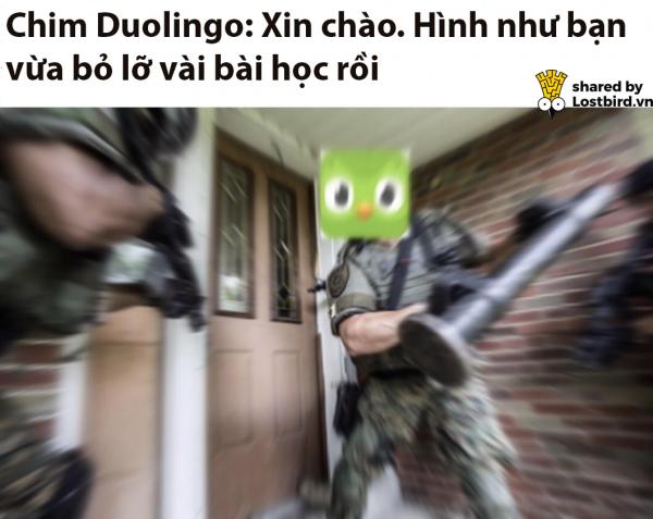25 meme hài hước về chú cú nhắc học bài của Duolingo 25 meme hài hước về chú cú nhắc học bài của Duolingo