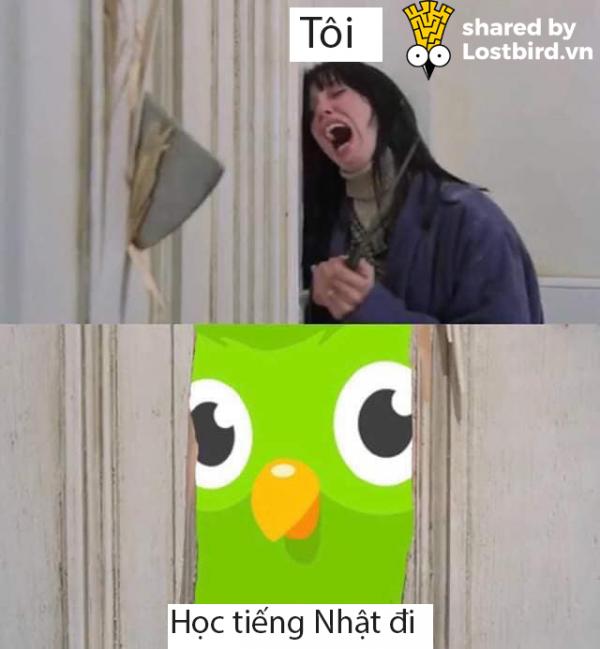25 meme hài hước về chú cú nhắc học bài của Duolingo 25 meme hài hước về chú cú nhắc học bài của Duolingo
