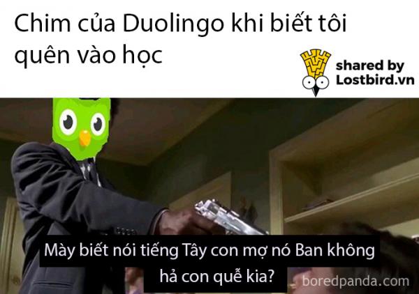 25 meme hài hước về chú cú nhắc học bài của Duolingo 25 meme hài hước về chú cú nhắc học bài của Duolingo