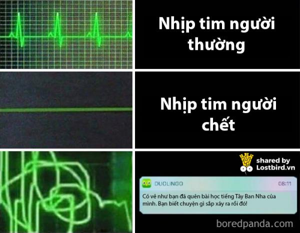 25 meme hài hước về chú cú nhắc học bài của Duolingo 25 meme hài hước về chú cú nhắc học bài của Duolingo
