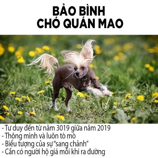 Các chòm sao sẽ tương ứng với giống chó nào? Các chòm sao sẽ tương ứng với giống chó nào?