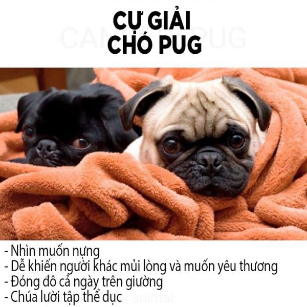 Các chòm sao sẽ tương ứng với giống chó nào? Các chòm sao sẽ tương ứng với giống chó nào?