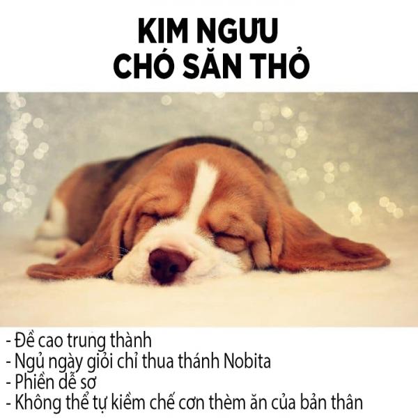 Các chòm sao sẽ tương ứng với giống chó nào? Các chòm sao sẽ tương ứng với giống chó nào?