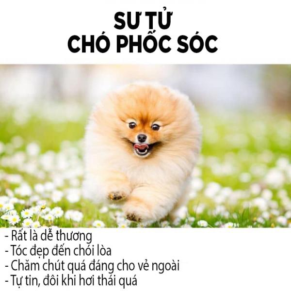 Các chòm sao sẽ tương ứng với giống chó nào? Các chòm sao sẽ tương ứng với giống chó nào?