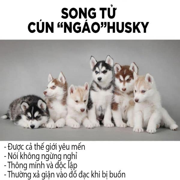 Các chòm sao sẽ tương ứng với giống chó nào? Các chòm sao sẽ tương ứng với giống chó nào?