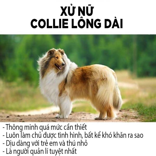 Các chòm sao sẽ tương ứng với giống chó nào? Các chòm sao sẽ tương ứng với giống chó nào?