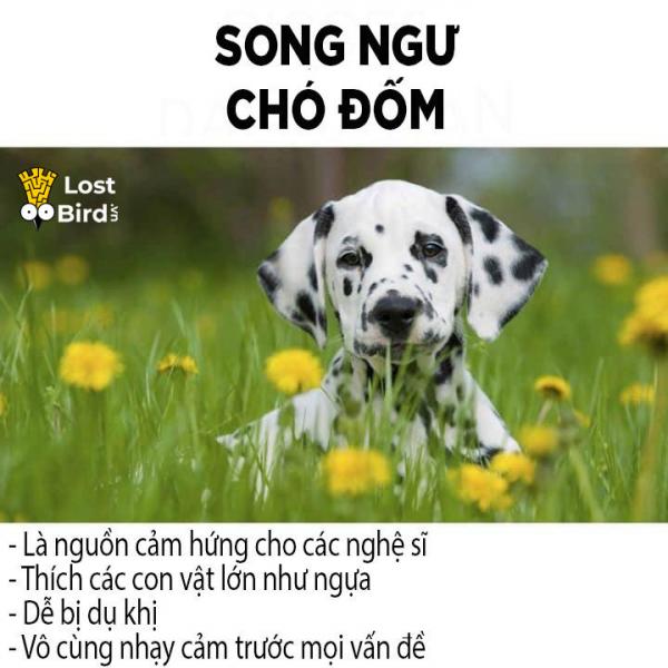 Các chòm sao sẽ tương ứng với giống chó nào? Các chòm sao sẽ tương ứng với giống chó nào?