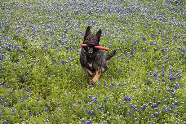 Các anh cảnh sát vui tính ở bang Texas và trào lưu chụp ảnh sương sương trong mùa hoa nở Các anh cảnh sát vui tính ở bang Texas và trào lưu chụp ảnh sương sương trong mùa hoa nở