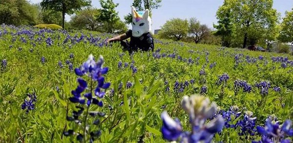 Các anh cảnh sát vui tính ở bang Texas và trào lưu chụp ảnh sương sương trong mùa hoa nở Các anh cảnh sát vui tính ở bang Texas và trào lưu chụp ảnh sương sương trong mùa hoa nở