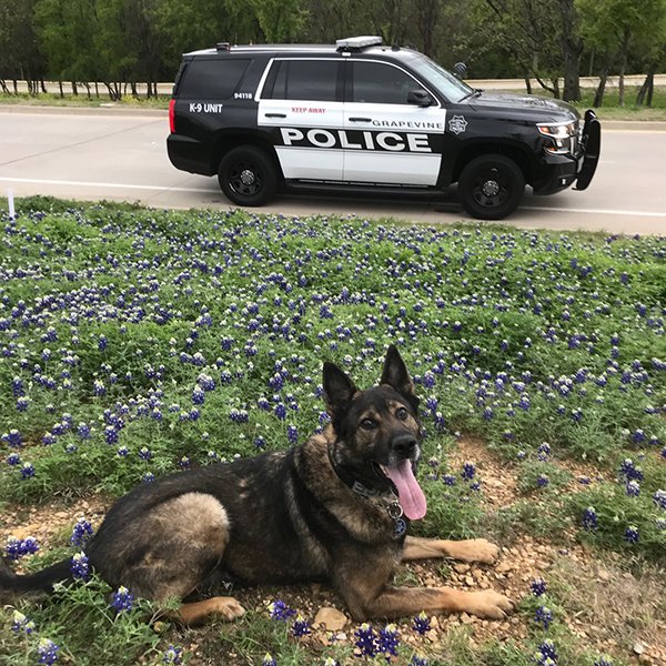 Các anh cảnh sát vui tính ở bang Texas và trào lưu chụp ảnh sương sương trong mùa hoa nở Các anh cảnh sát vui tính ở bang Texas và trào lưu chụp ảnh sương sương trong mùa hoa nở