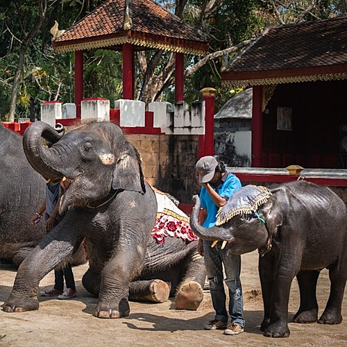 'Voi con Dumbo' ngoài đời thực gầy trơ xương, bị ép biểu diễn mua vui cho khách du lịch 'Voi con Dumbo' ngoài đời thực gầy trơ xương, bị ép biểu diễn mua vui cho khách du lịch