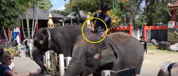 'Voi con Dumbo' ngoài đời thực gầy trơ xương, bị ép biểu diễn mua vui cho khách du lịch 'Voi con Dumbo' ngoài đời thực gầy trơ xương, bị ép biểu diễn mua vui cho khách du lịch