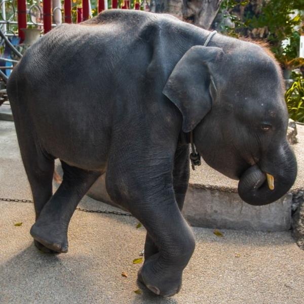 'Voi con Dumbo' ngoài đời thực gầy trơ xương, bị ép biểu diễn mua vui cho khách du lịch 'Voi con Dumbo' ngoài đời thực gầy trơ xương, bị ép biểu diễn mua vui cho khách du lịch