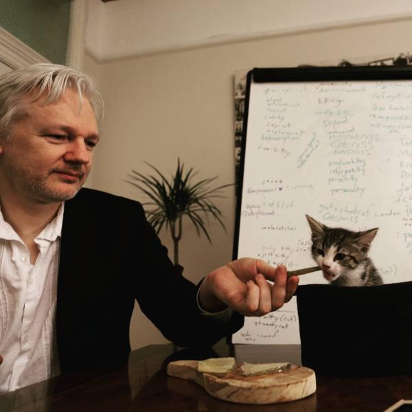 Bị bắt giữ, ông trùm WikiLeaks còn kịp tìm người nhận nuôi mèo cưng để nó không bị vạ lây Bị bắt giữ, ông trùm WikiLeaks còn kịp tìm người nhận nuôi mèo cưng để nó không bị vạ lây