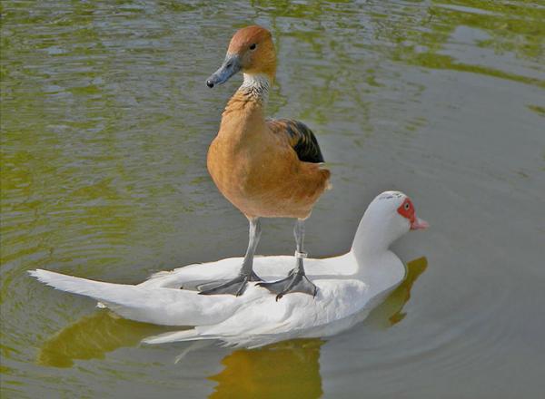 Cười đau bụng với loạt biểu cảm đanh đá của các loài động vật: 'Tôi nhường các ông hơi lâu rồi đấy' Cười đau bụng với loạt biểu cảm đanh đá của các loài động vật: 'Tôi nhường các ông hơi lâu rồi đấy'