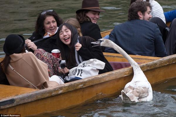 Chiêm ngưỡng gia đình 3 đời thiên nga 'cục súc', bảo kê cả nhánh sông Cambridge Chiêm ngưỡng gia đình 3 đời thiên nga 'cục súc', bảo kê cả nhánh sông Cambridge