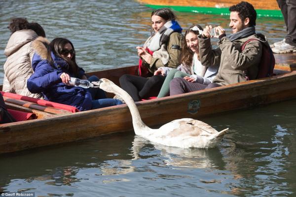 Chiêm ngưỡng gia đình 3 đời thiên nga 'cục súc', bảo kê cả nhánh sông Cambridge Chiêm ngưỡng gia đình 3 đời thiên nga 'cục súc', bảo kê cả nhánh sông Cambridge