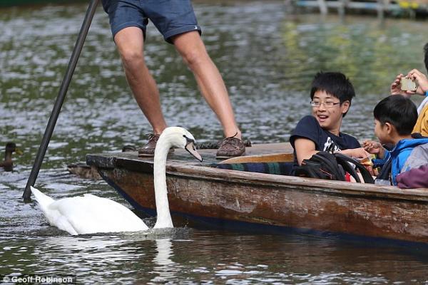 Chiêm ngưỡng gia đình 3 đời thiên nga 'cục súc', bảo kê cả nhánh sông Cambridge Chiêm ngưỡng gia đình 3 đời thiên nga 'cục súc', bảo kê cả nhánh sông Cambridge